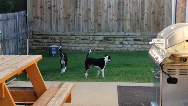 Two German shorthair parcour and wrestle in backyard.