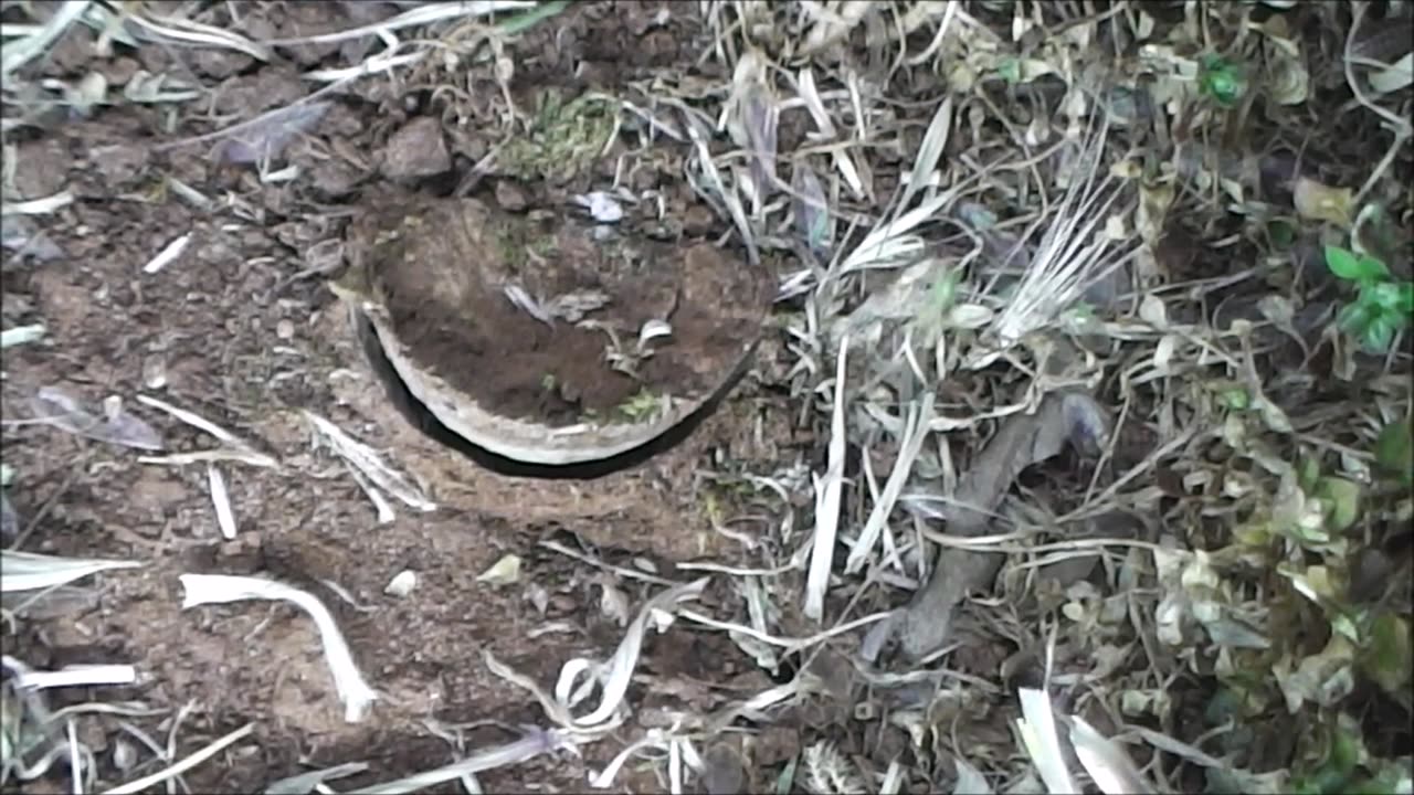 Trapdoor Spider Gets A Snack