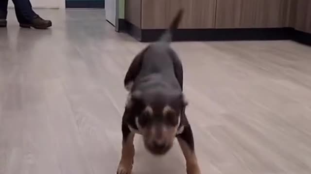 Dogs are man's most loyal companions