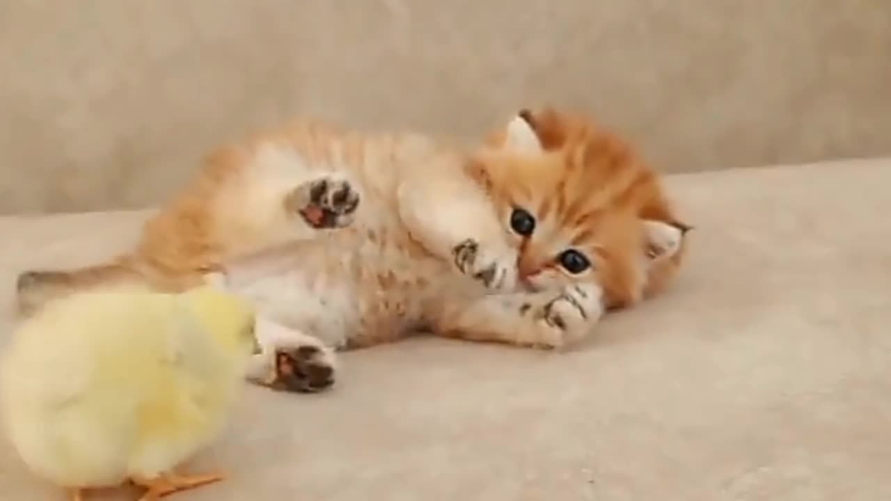 Funny moments of kitten