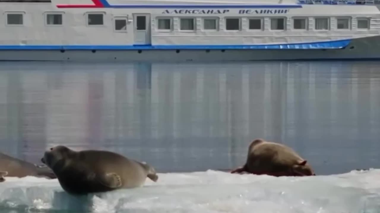 The cruise ship tourists are here again