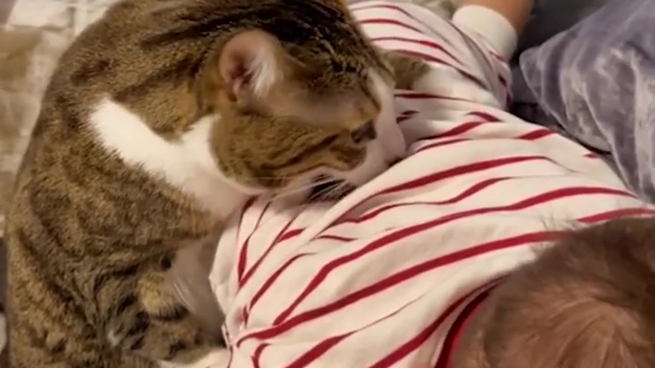 This Cat Makes Kids Feel Better!