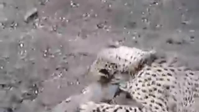 crocodile attacking leopard