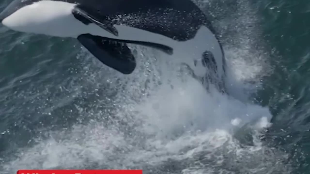 Two pods of Bigg’s killer whales put on quite the show for whale watchers off the coast while