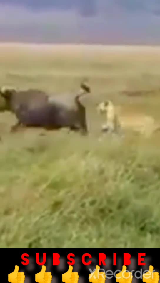 Animals 👍👍👍