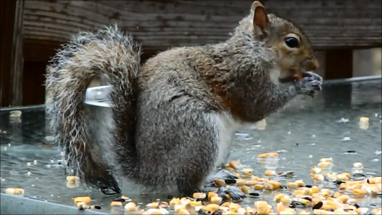 Kid video - Funny Squirrels for kids - lovely Squirrels for children