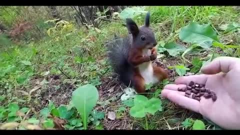 cute squirrel