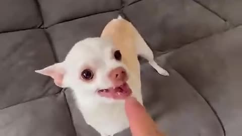 The kuchi