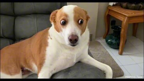 Best Funny Animals Videos Of 2024 The Funniest Animal Videos On The Internet 😂