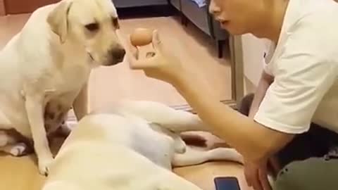 dog training videos