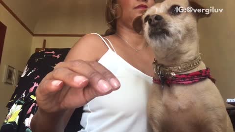 Brown dog makes human keep scratching him