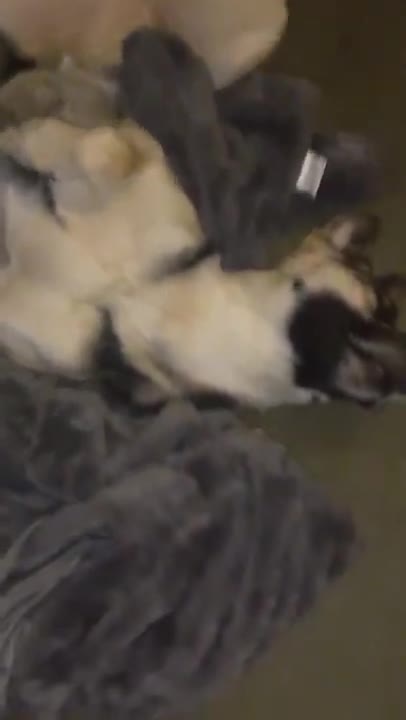 Dogs Can Be Couch Potatoes Too