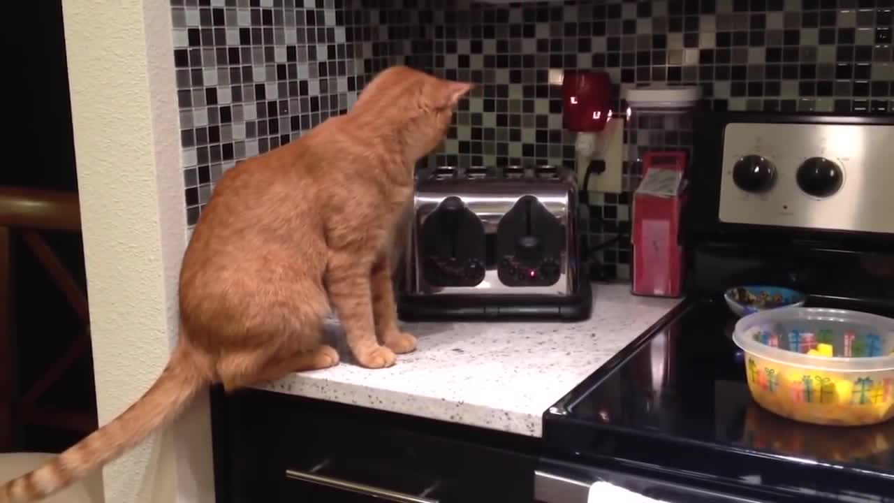 cat gets toasted