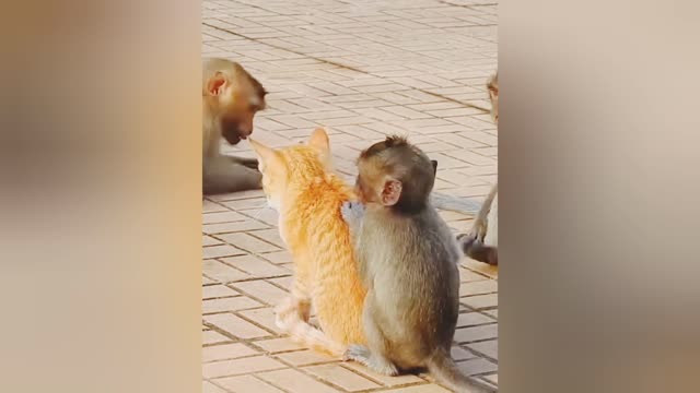 Monkey 🐒 fight cat 🐈 vedio