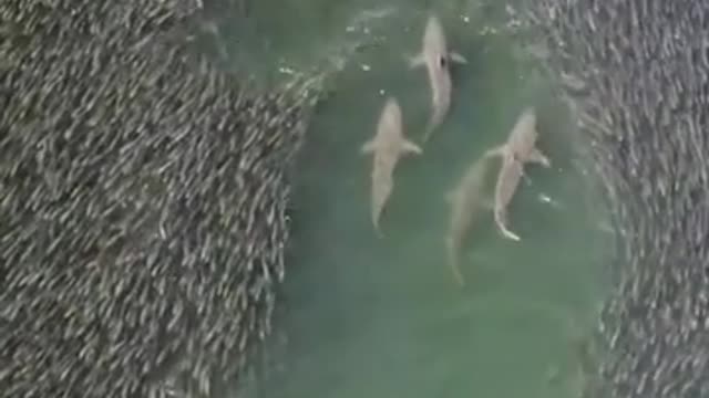 Sharks swimming through School of fish