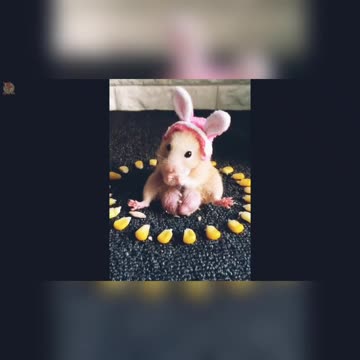 funny and cuet hamster