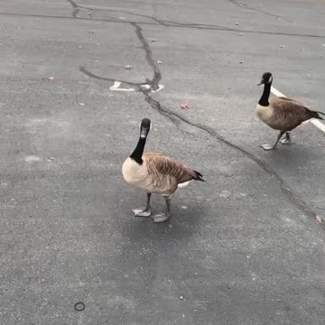 When You Talk baloney, I Think Like This