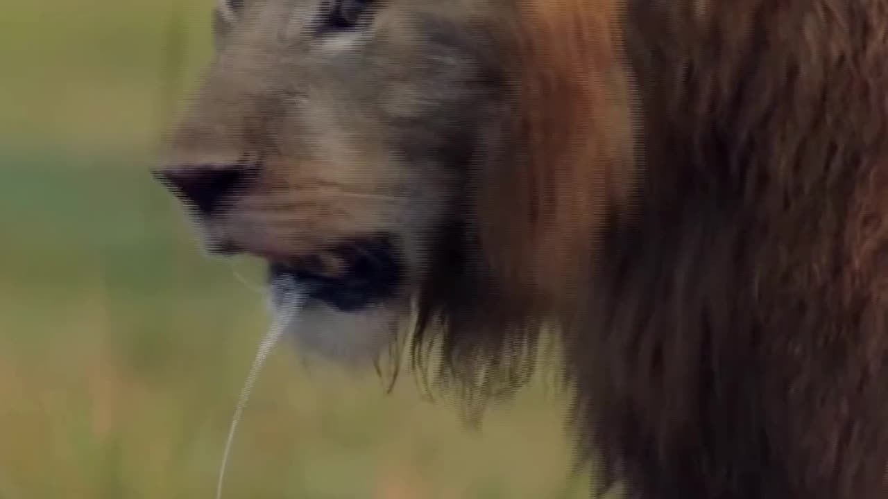 Lions and Hyenas Clash in the African Wilderness