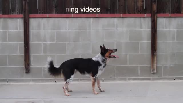 Dog Doing A Backflip