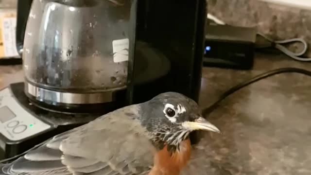 Coffee and Pancakes With Emby the Rescued Robin