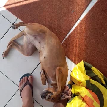 my beautiful dog very cute