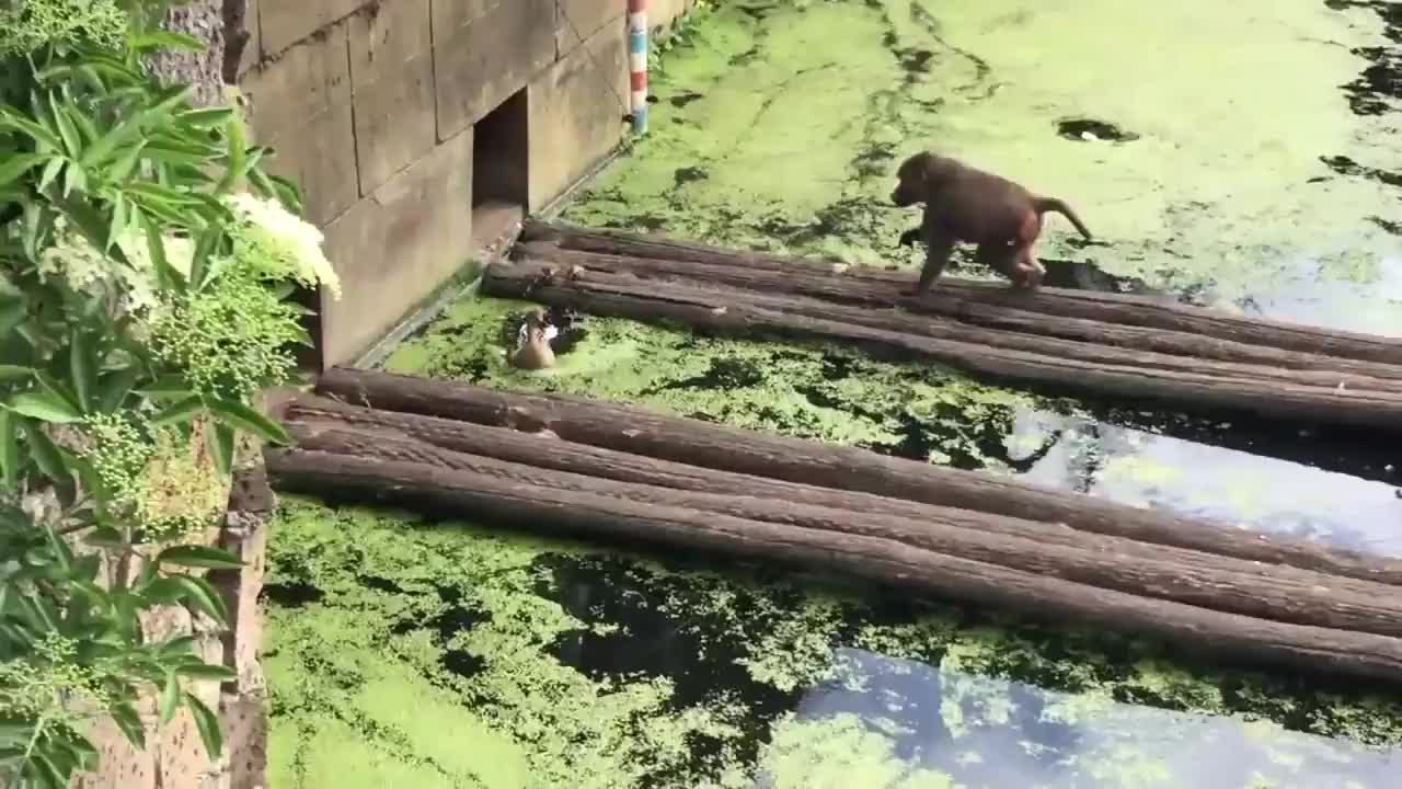 🐒 The duck tried to protect the ducklings from the baboon.