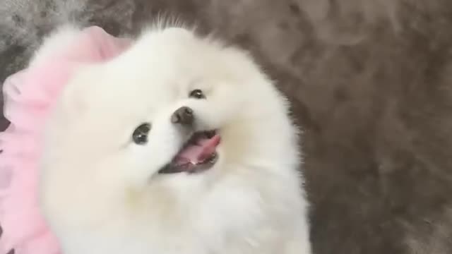 Dog Plays piano #pom #pomeranian #funnyvideos