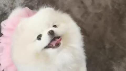 Dog Plays piano #pom #pomeranian #funnyvideos