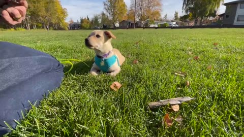 If You Want to TRAIN YOUR PUPPY FAST, I GUARANTEE This Video Will Save You So Much Time!