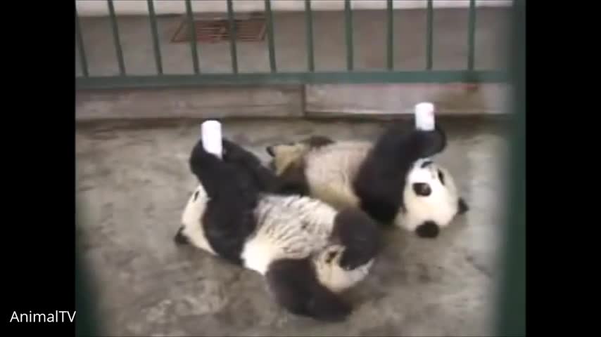 Clumsy Baby Panda Cubs 2022