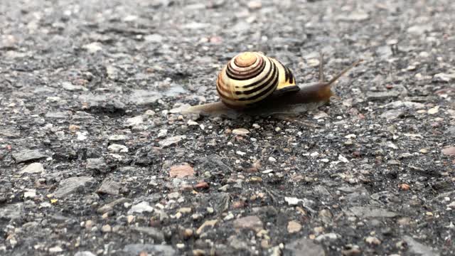 Snail speed