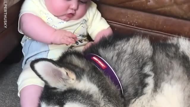 Husky and baby love