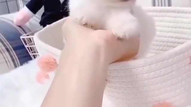 Cute puppy short