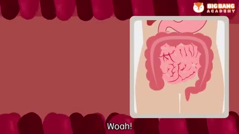Whats in our digestive System