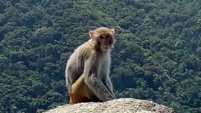 The monkey at Lion Rock of Hong Kong.