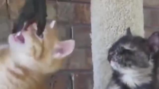 Best funny animals fails compilations.