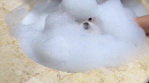 "Can you tell the story of choosing me out of a pack of puppies?" And laugh at the end