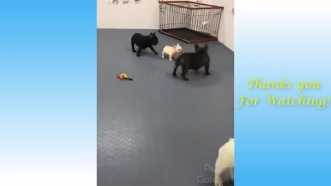 pups fight