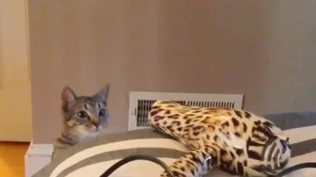 Cat slaps cheetah print hairdryer