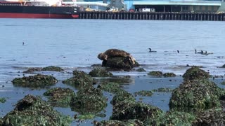 Cute Seal Sun Tans in Stanley Park Vancouver BC