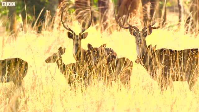 Tiger Protects Her Cubs from Bear | 4K UHD | Dynasties | BBC Earth