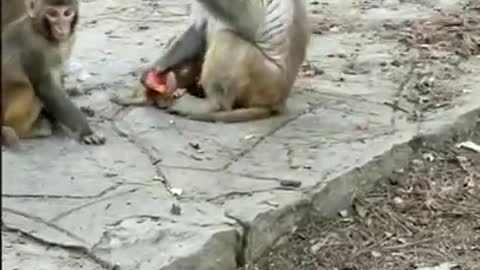 Amazing! Monkey China & Funny Love monkey|