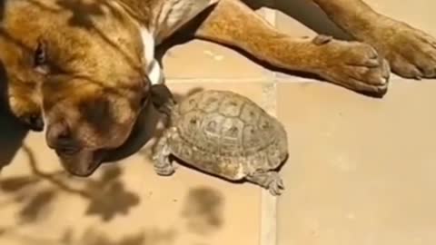 Wait For End Cute funny video