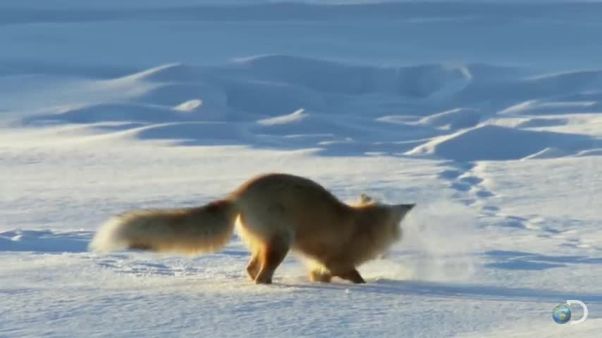 Fox Dives Headfirst Into Snow.......