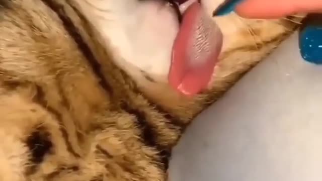 Very cute cat videos