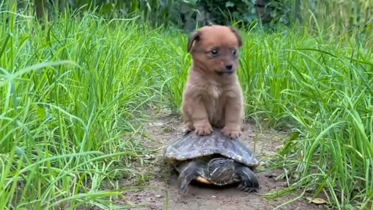 My dog plays with ducklings.