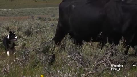 working dogs-farm to fork Wyoming