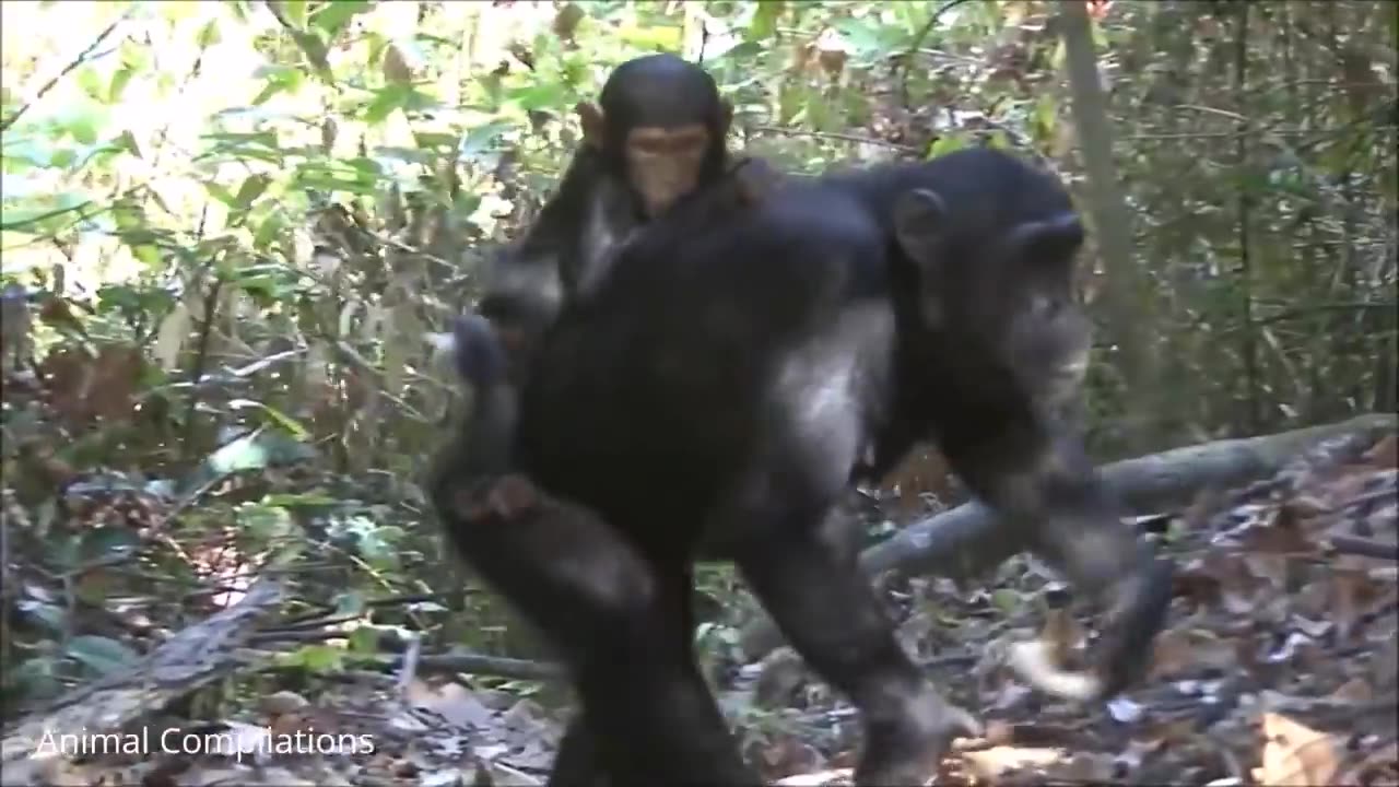 Baby chimpanzee is too cute!