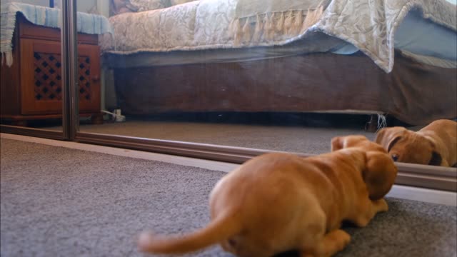 My Dog Fights With His Reflection In The Mirror