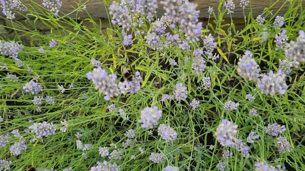 Bees On A Windy Day In Great Britain